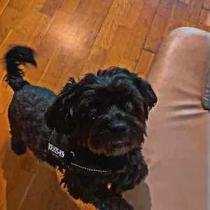  Hostel Black Dog Hungary